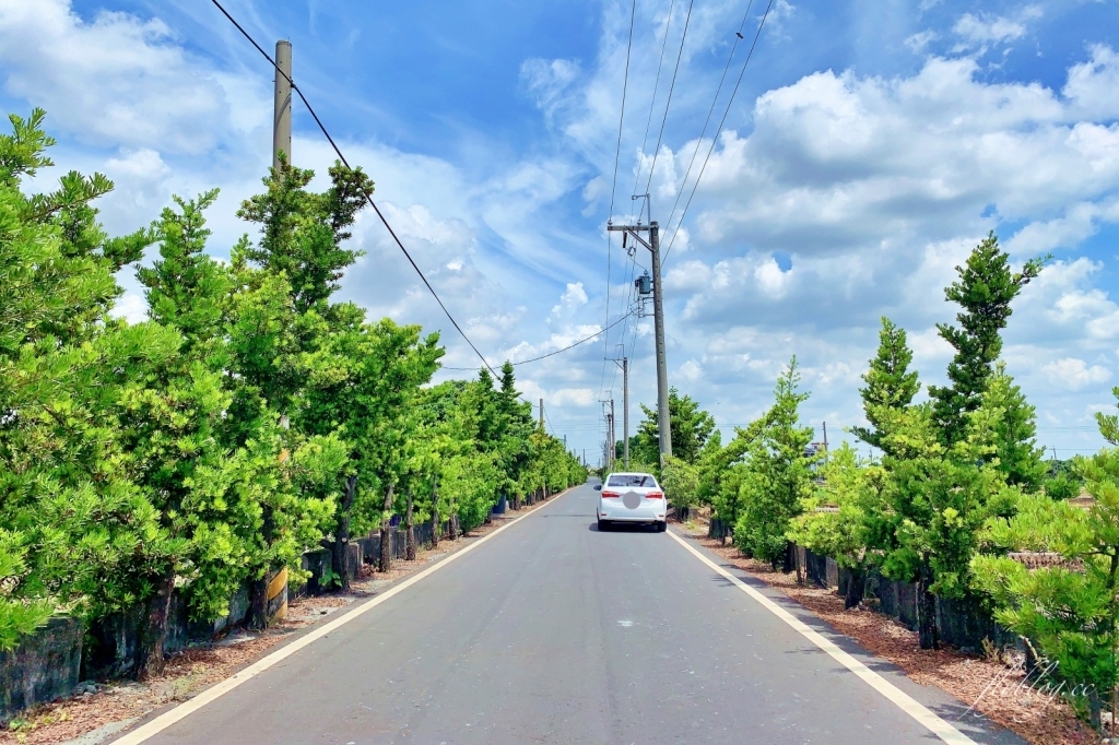 2020溪州x田中薑荷花：粉紅一片的泰國鬱金香，暑假IG粉紅風暴即將開始 @飛天璇的口袋