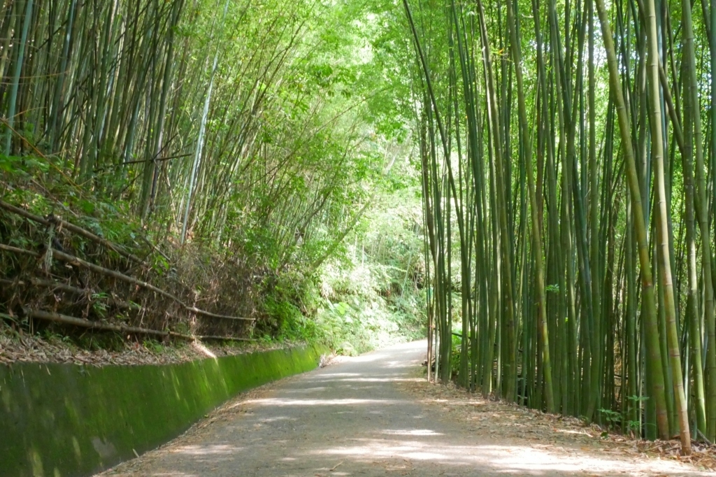 【苗栗泰安】烏嘎彥竹林秘境：台版京都嵐山竹林，IG網美拍照熱門景點 @飛天璇的口袋