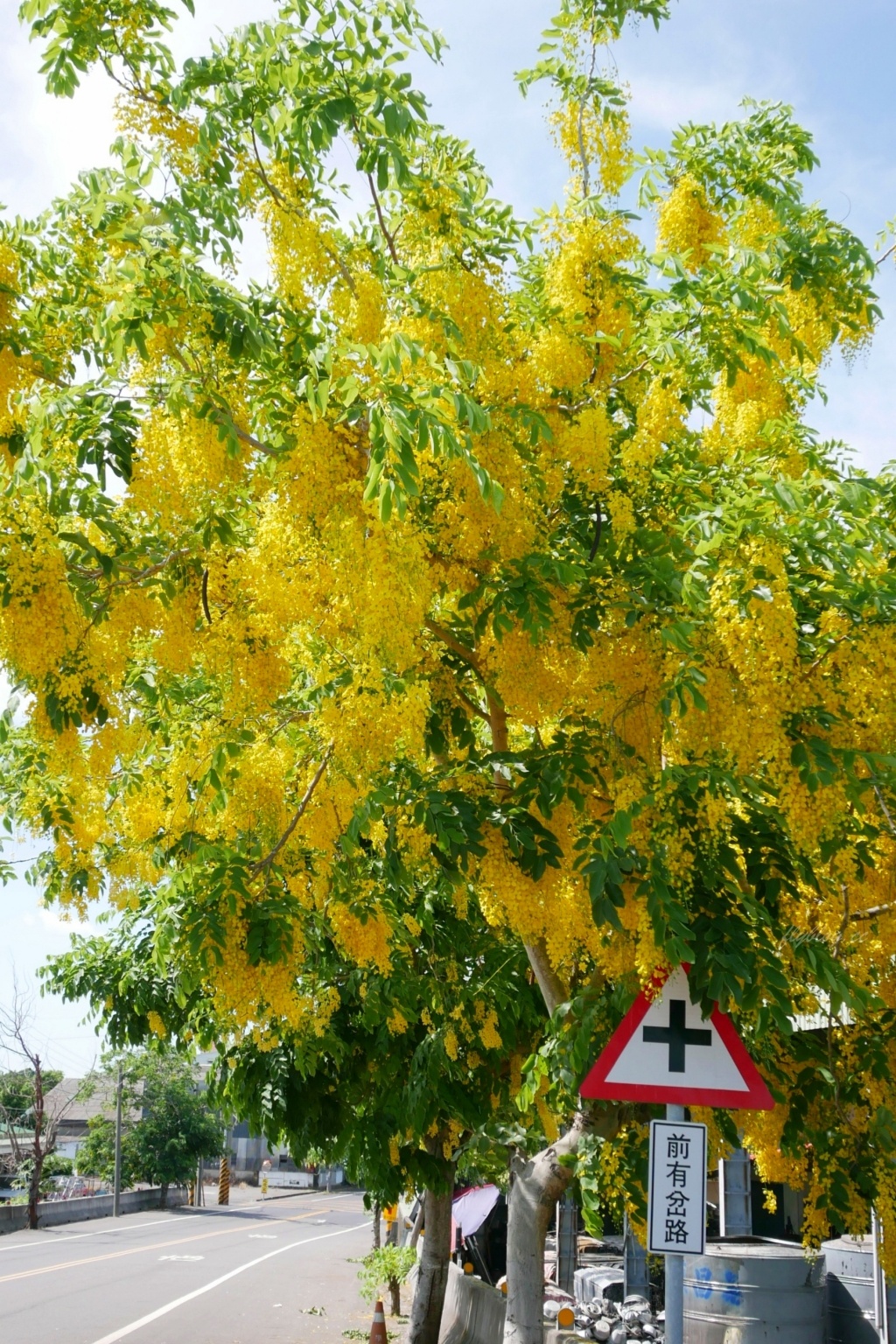 嘉義六腳|蒜頭生態公園:超美紫色千屈菜花海,IG最新熱門打卡景點 @飛天璇的口袋 嘉義六腳|蒜頭生態公園:超美紫色千屈菜花海,IG最新熱門打卡景點 @飛天璇的口袋
