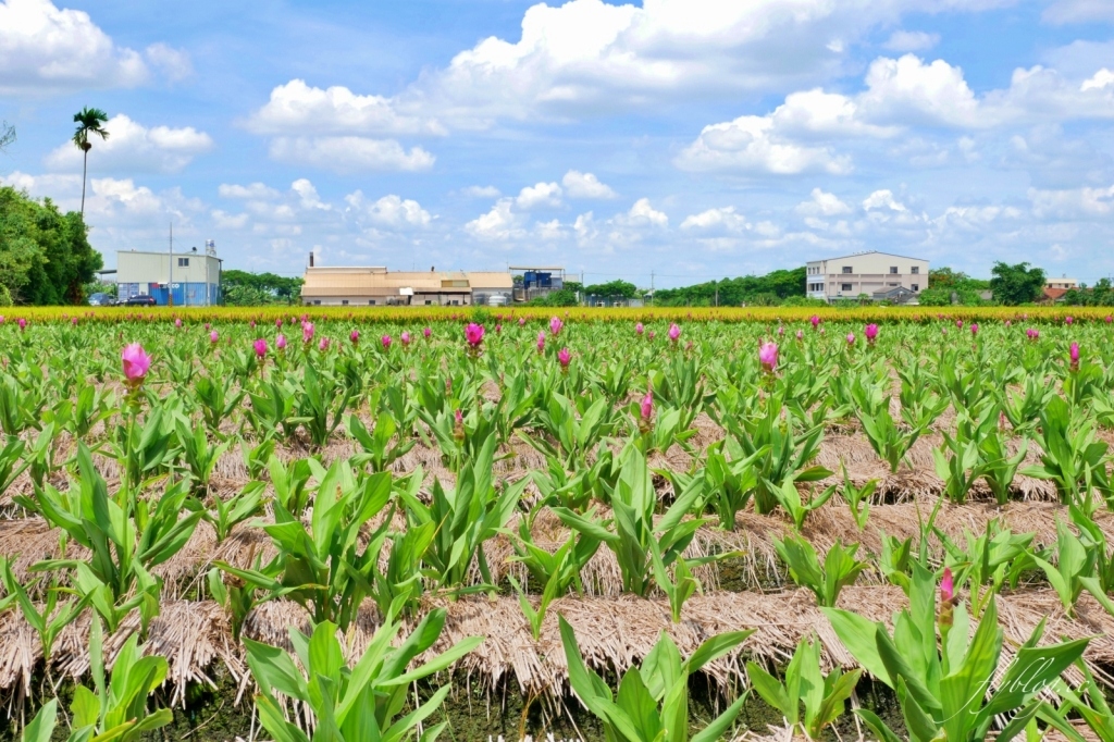 2020溪州x田中薑荷花：粉紅一片的泰國鬱金香，暑假IG粉紅風暴即將開始 @飛天璇的口袋