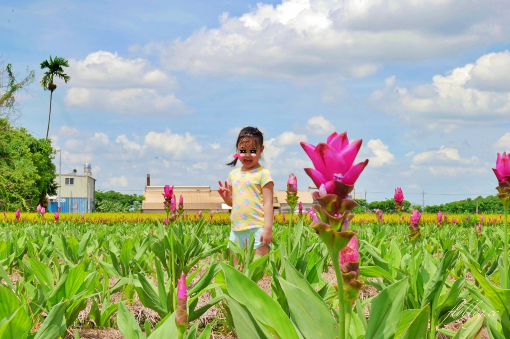 2020溪州x田中薑荷花：粉紅一片的泰國鬱金香，暑假IG粉紅風暴即將開始 @飛天璇的口袋