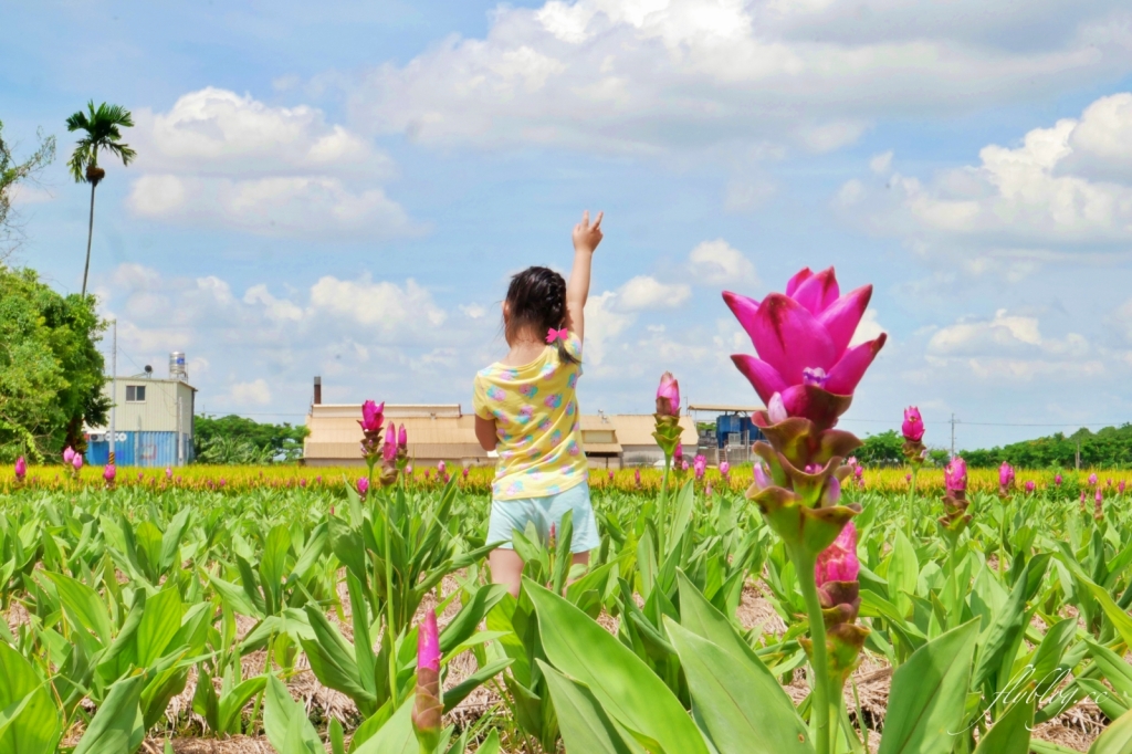 2020溪州x田中薑荷花：粉紅一片的泰國鬱金香，暑假IG粉紅風暴即將開始 @飛天璇的口袋