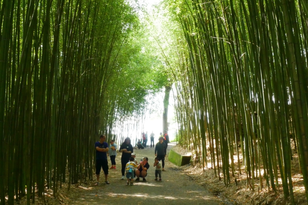 【苗栗泰安】烏嘎彥竹林秘境：台版京都嵐山竹林，IG網美拍照熱門景點 @飛天璇的口袋