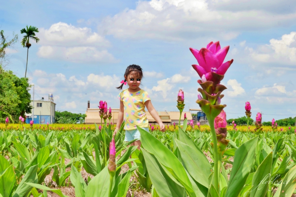 2020溪州x田中薑荷花：粉紅一片的泰國鬱金香，暑假IG粉紅風暴即將開始 @飛天璇的口袋