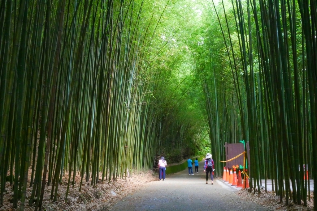 【苗栗泰安】烏嘎彥竹林秘境：台版京都嵐山竹林，IG網美拍照熱門景點 @飛天璇的口袋
