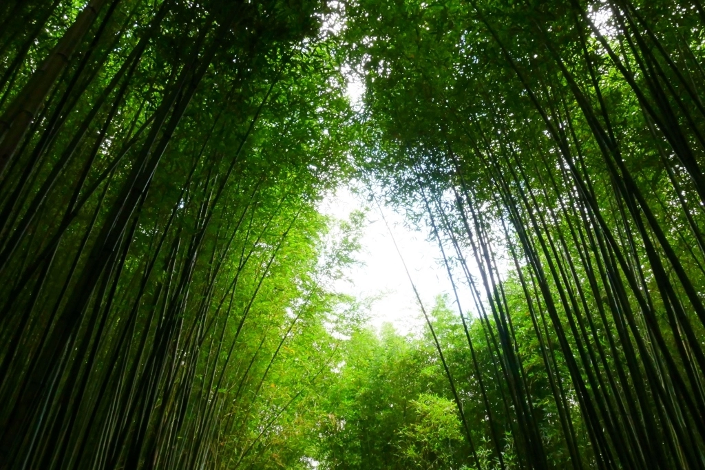 【苗栗泰安】烏嘎彥竹林秘境：台版京都嵐山竹林，IG網美拍照熱門景點 @飛天璇的口袋