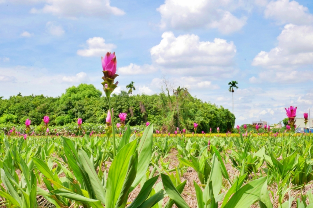 2020溪州x田中薑荷花：粉紅一片的泰國鬱金香，暑假IG粉紅風暴即將開始 @飛天璇的口袋