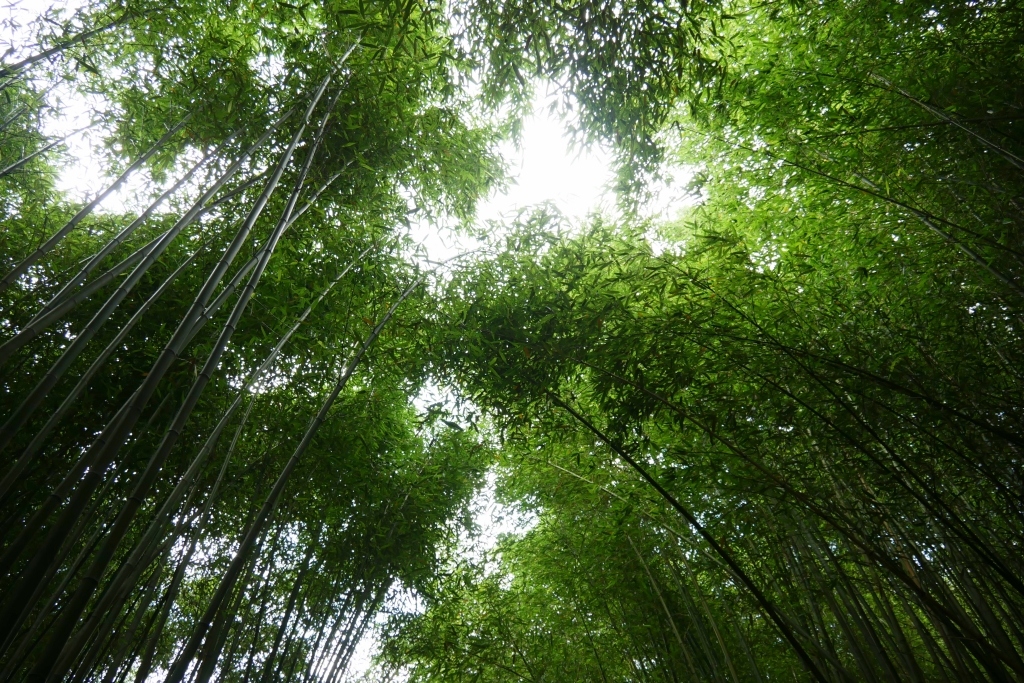 【苗栗泰安】烏嘎彥竹林秘境：台版京都嵐山竹林，IG網美拍照熱門景點 @飛天璇的口袋