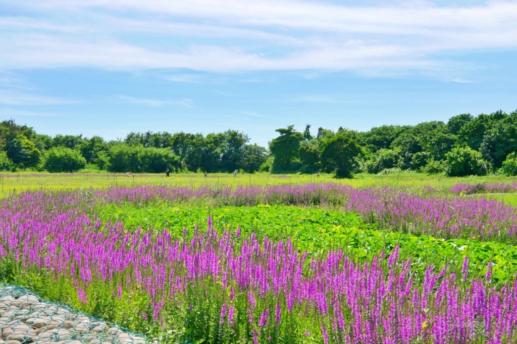 嘉義六腳|蒜頭生態公園:超美紫色千屈菜花海,IG最新熱門打卡景點 @飛天璇的口袋 嘉義六腳|蒜頭生態公園:超美紫色千屈菜花海,IG最新熱門打卡景點 @飛天璇的口袋
