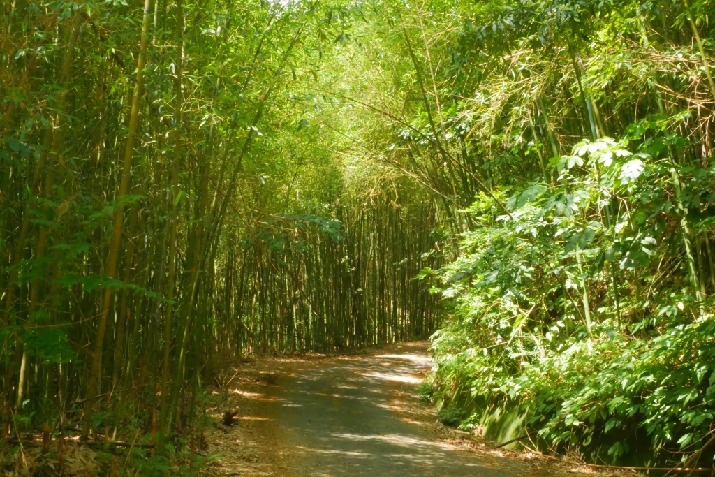 【苗栗泰安】烏嘎彥竹林秘境：台版京都嵐山竹林，IG網美拍照熱門景點 @飛天璇的口袋