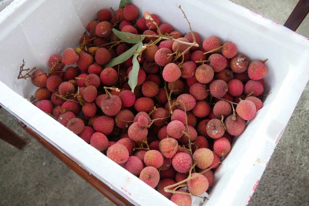 台中南屯｜田寮農莊，鬧中取靜的田園景觀，品嚐總舖師的手路菜 @飛天璇的口袋