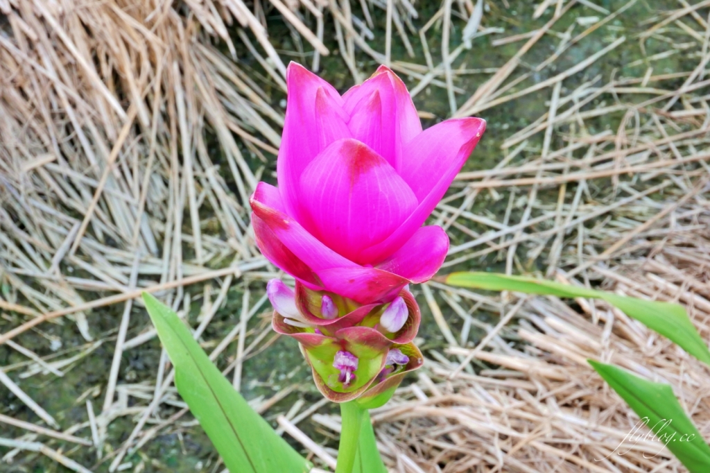 2020溪州x田中薑荷花：粉紅一片的泰國鬱金香，暑假IG粉紅風暴即將開始 @飛天璇的口袋