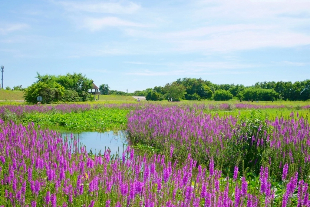 嘉義六腳｜蒜頭生態公園：超美紫色千屈菜花海，IG最新熱門打卡景點 @飛天璇的口袋