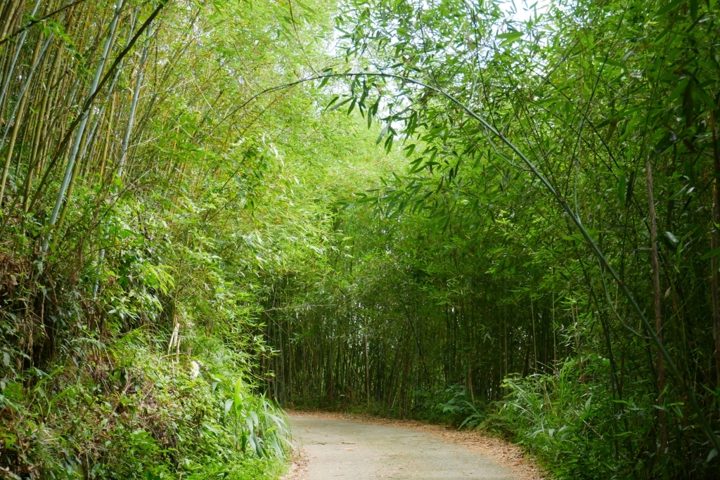 【苗栗泰安】烏嘎彥竹林秘境：台版京都嵐山竹林，IG網美拍照熱門景點 @飛天璇的口袋