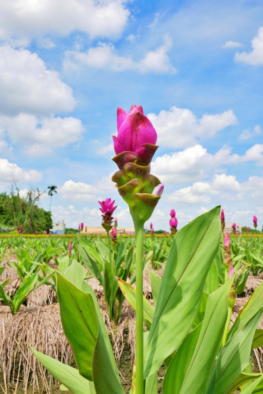 2020溪州x田中薑荷花：粉紅一片的泰國鬱金香，暑假IG粉紅風暴即將開始 @飛天璇的口袋