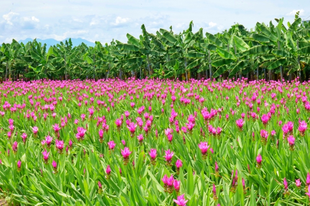 2020溪州x田中薑荷花：粉紅一片的泰國鬱金香，暑假IG粉紅風暴即將開始 @飛天璇的口袋