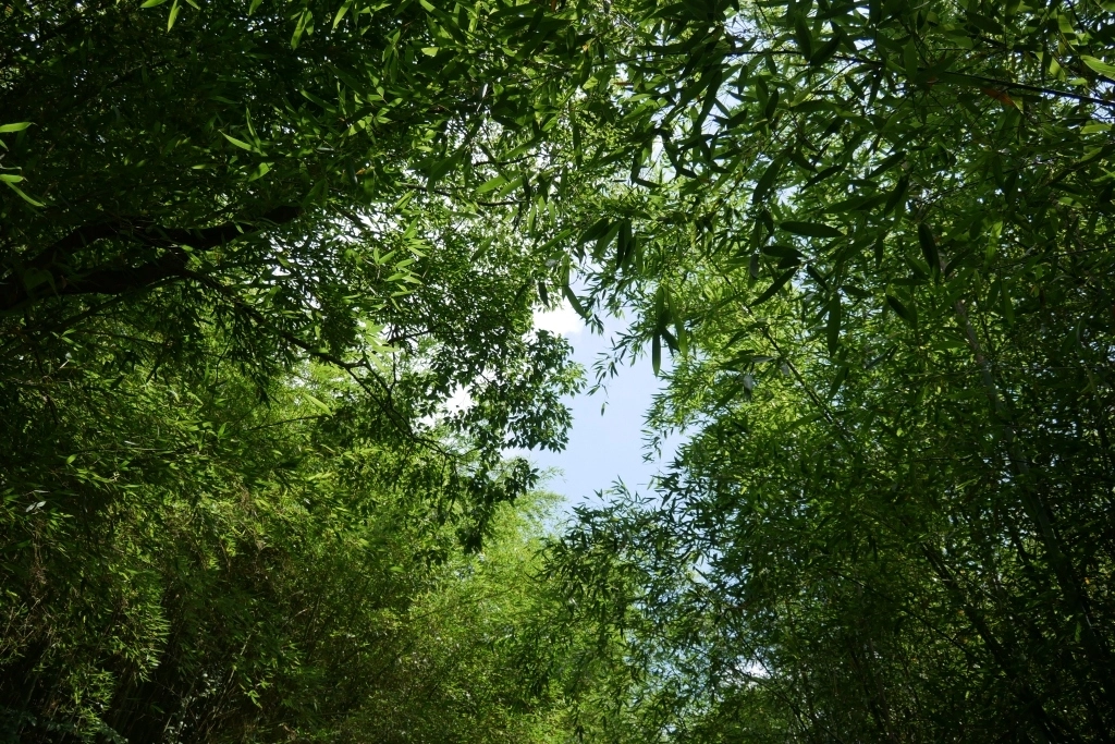 【苗栗泰安】烏嘎彥竹林秘境：台版京都嵐山竹林，IG網美拍照熱門景點 @飛天璇的口袋