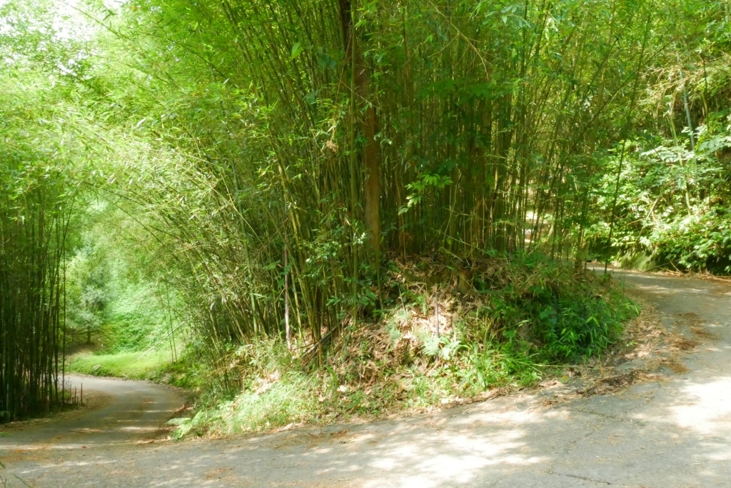 【苗栗泰安】烏嘎彥竹林秘境：台版京都嵐山竹林，IG網美拍照熱門景點 @飛天璇的口袋