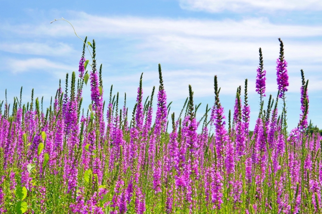 嘉義六腳｜蒜頭生態公園：超美紫色千屈菜花海，IG最新熱門打卡景點 @飛天璇的口袋