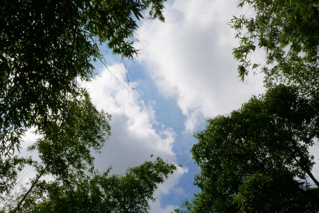 【苗栗泰安】烏嘎彥竹林秘境：台版京都嵐山竹林，IG網美拍照熱門景點 @飛天璇的口袋