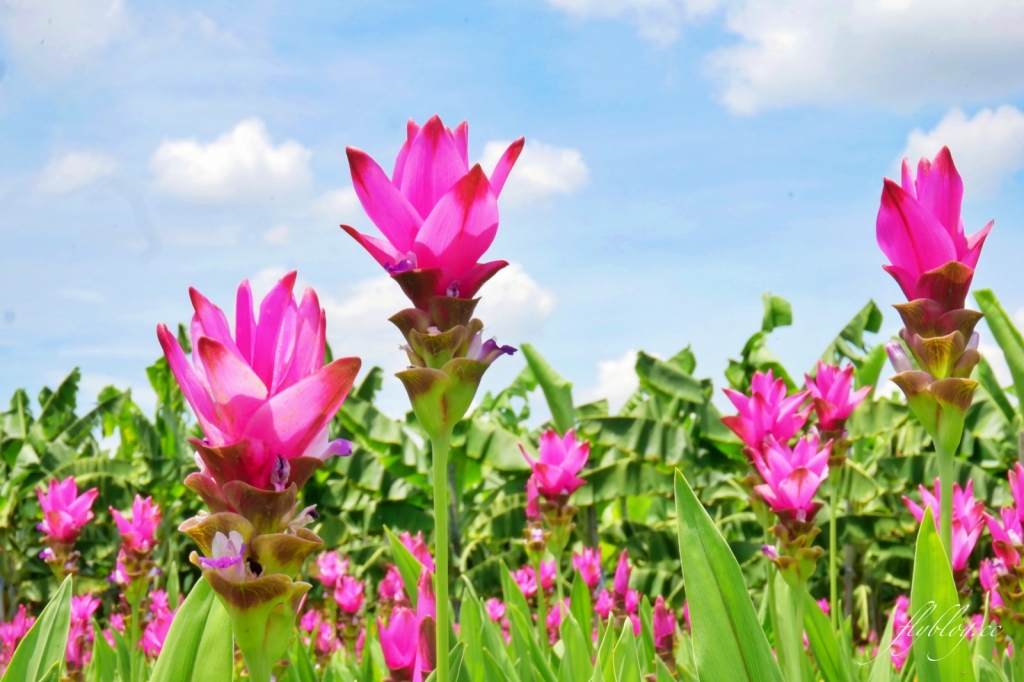 2020溪州x田中薑荷花：粉紅一片的泰國鬱金香，暑假IG粉紅風暴即將開始 @飛天璇的口袋