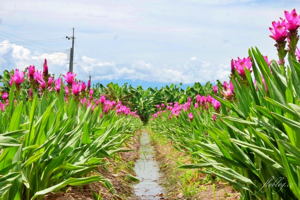 2020溪州x田中薑荷花：粉紅一片的泰國鬱金香，暑假IG粉紅風暴即將開始 @飛天璇的口袋