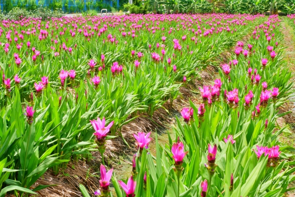 2020溪州x田中薑荷花：粉紅一片的泰國鬱金香，暑假IG粉紅風暴即將開始 @飛天璇的口袋