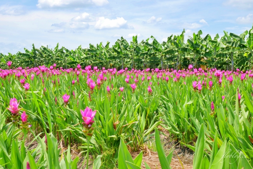 2020溪州x田中薑荷花：粉紅一片的泰國鬱金香，暑假IG粉紅風暴即將開始 @飛天璇的口袋