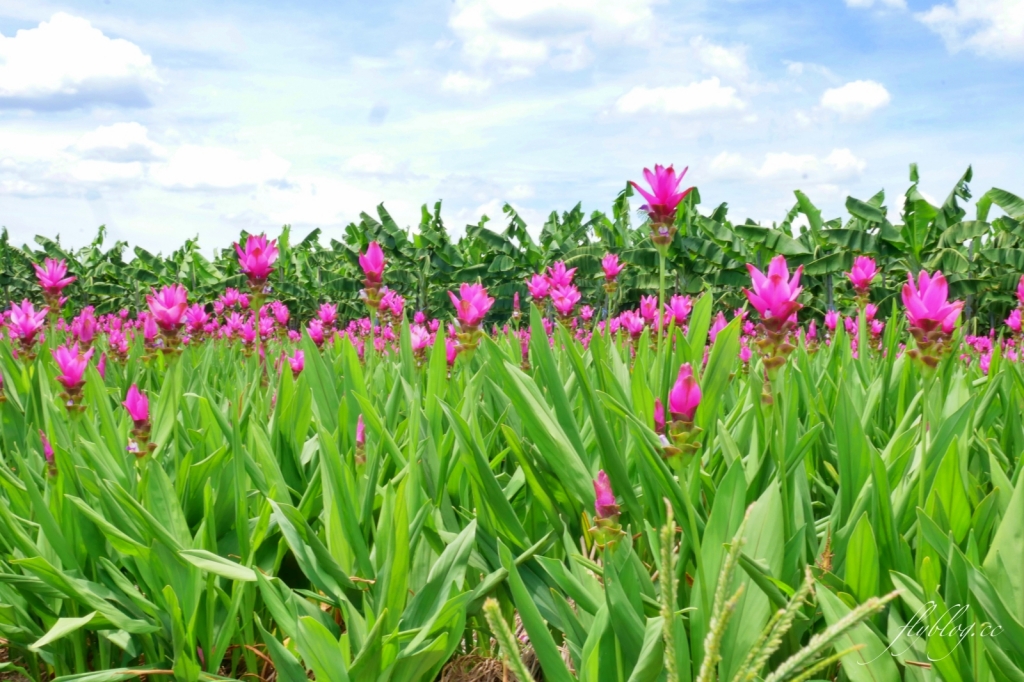 2020溪州x田中薑荷花：粉紅一片的泰國鬱金香，暑假IG粉紅風暴即將開始 @飛天璇的口袋