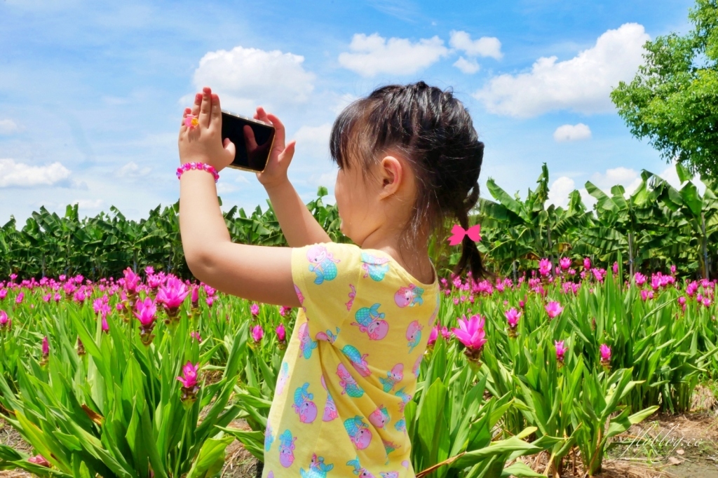 2020溪州x田中薑荷花：粉紅一片的泰國鬱金香，暑假IG粉紅風暴即將開始 @飛天璇的口袋
