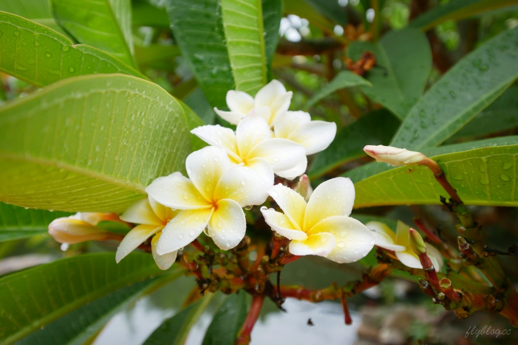 【台中沙鹿】人間食解，沙鹿庭園水池生態景觀餐廳，復古味十足的人間食解 @飛天璇的口袋