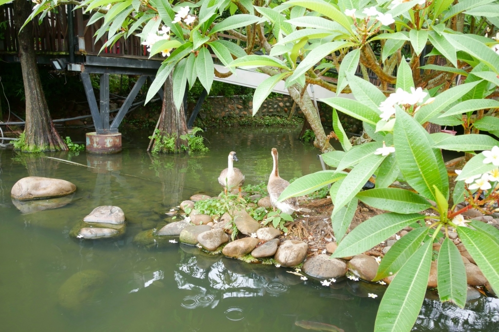 【台中沙鹿】人間食解，沙鹿庭園水池生態景觀餐廳，復古味十足的人間食解 @飛天璇的口袋