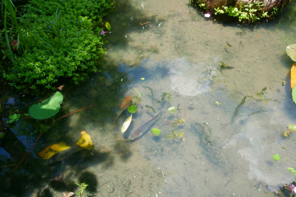 台中南屯｜田寮農莊，鬧中取靜的田園景觀，品嚐總舖師的手路菜 @飛天璇的口袋