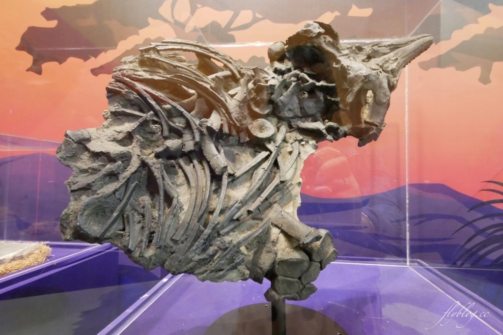 侏羅紀X恐龍水世界：台中這個夏天就瘋恐龍，五大必玩設施千萬別錯過！ @飛天璇的口袋