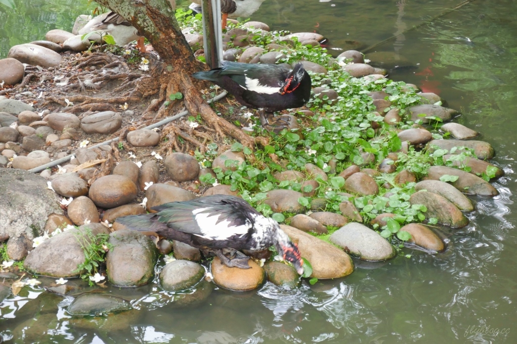 【台中沙鹿】人間食解，沙鹿庭園水池生態景觀餐廳，復古味十足的人間食解 @飛天璇的口袋
