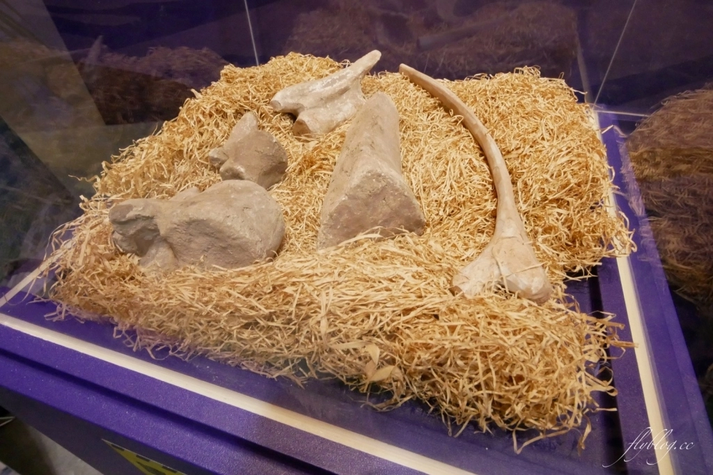 侏羅紀X恐龍水世界：台中這個夏天就瘋恐龍，五大必玩設施千萬別錯過！ @飛天璇的口袋