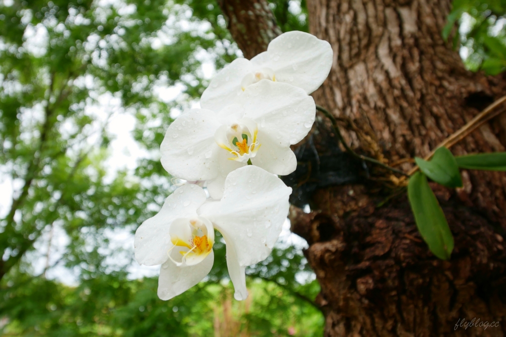 【台中沙鹿】人間食解，沙鹿庭園水池生態景觀餐廳，復古味十足的人間食解 @飛天璇的口袋