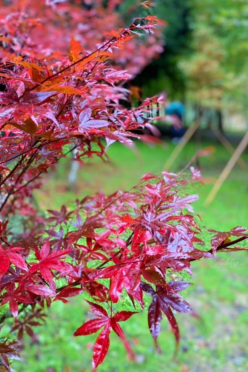 杉林溪森林生態渡假園區｜海拔1800公尺的山林美景，欣賞大自然的鬼斧神工 @飛天璇的口袋