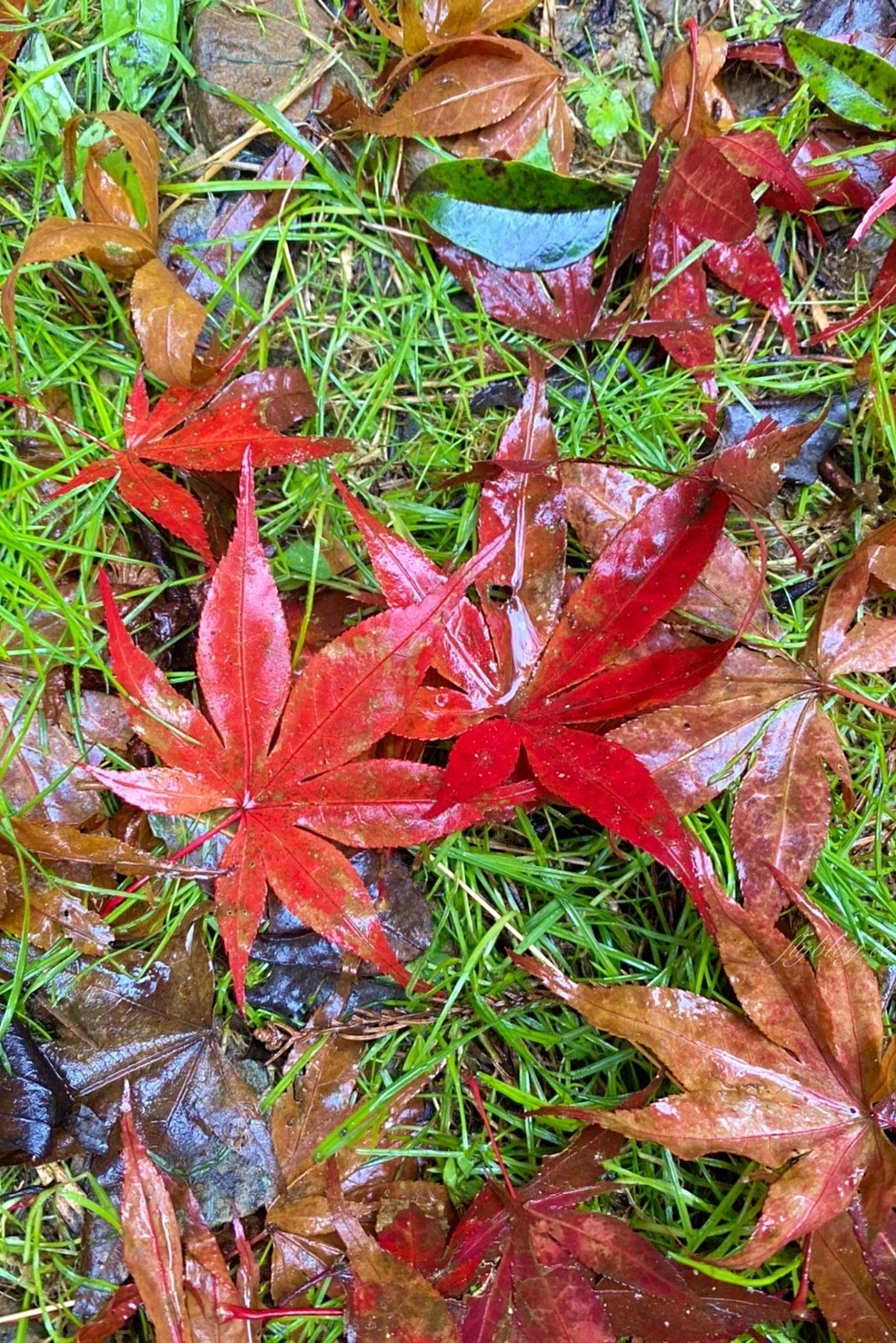 杉林溪森林生態渡假園區｜海拔1800公尺的山林美景，欣賞大自然的鬼斧神工 @飛天璇的口袋