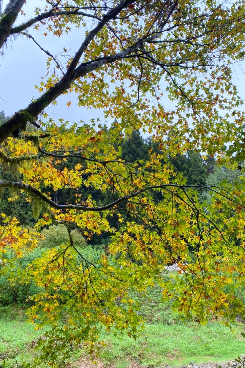 杉林溪森林生態渡假園區｜海拔1800公尺的山林美景，欣賞大自然的鬼斧神工 @飛天璇的口袋