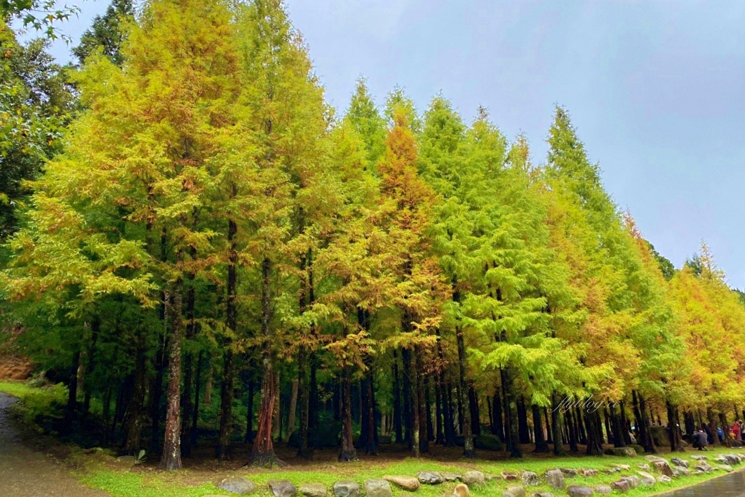 杉林溪森林生態渡假園區｜海拔1800公尺的山林美景，欣賞大自然的鬼斧神工 @飛天璇的口袋