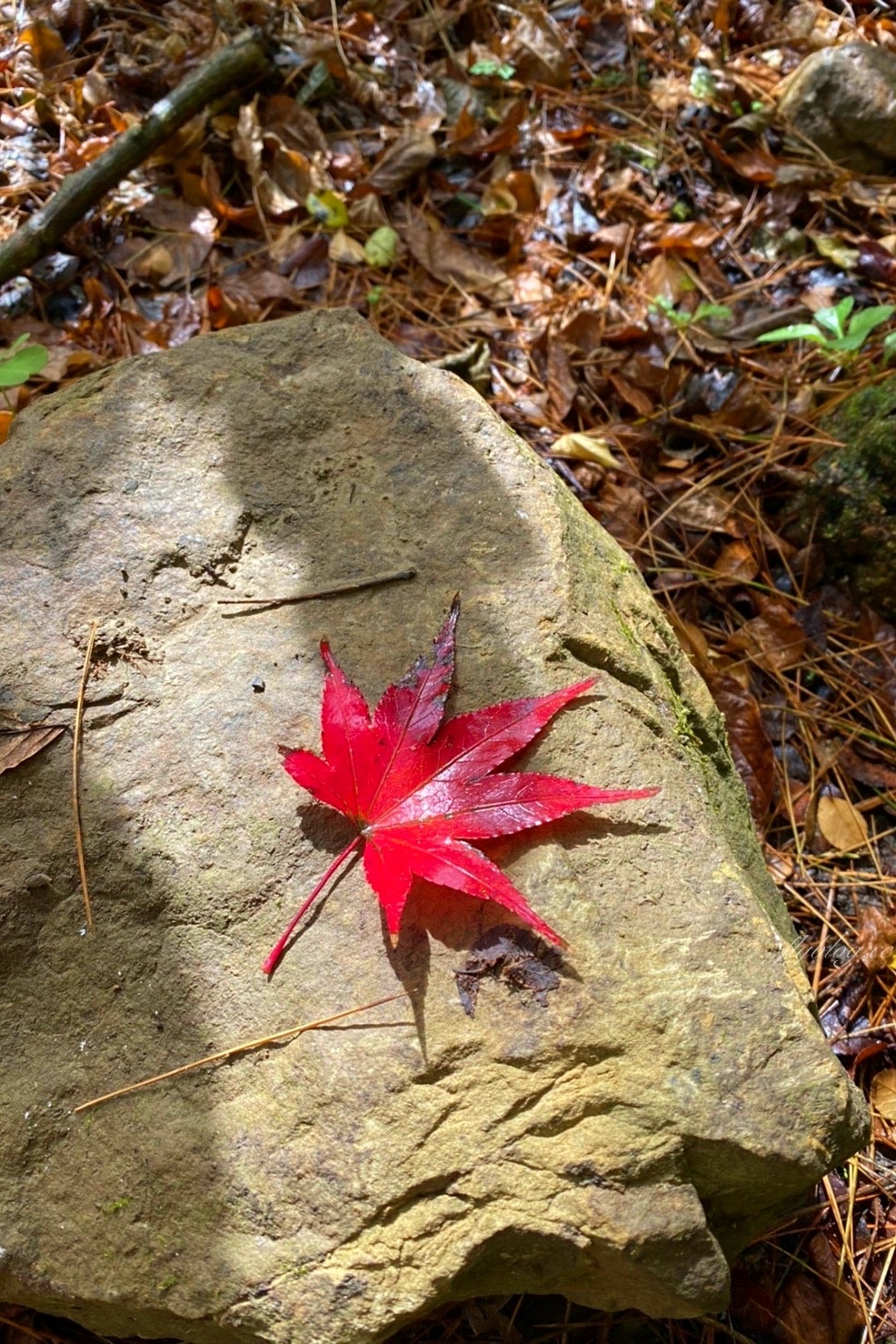 杉林溪森林生態渡假園區｜海拔1800公尺的山林美景，欣賞大自然的鬼斧神工 @飛天璇的口袋