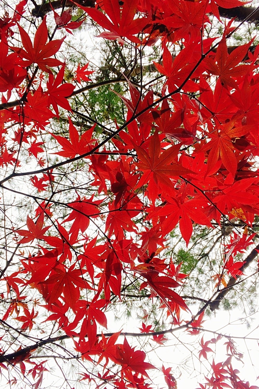 杉林溪森林生態渡假園區｜海拔1800公尺的山林美景，欣賞大自然的鬼斧神工 @飛天璇的口袋