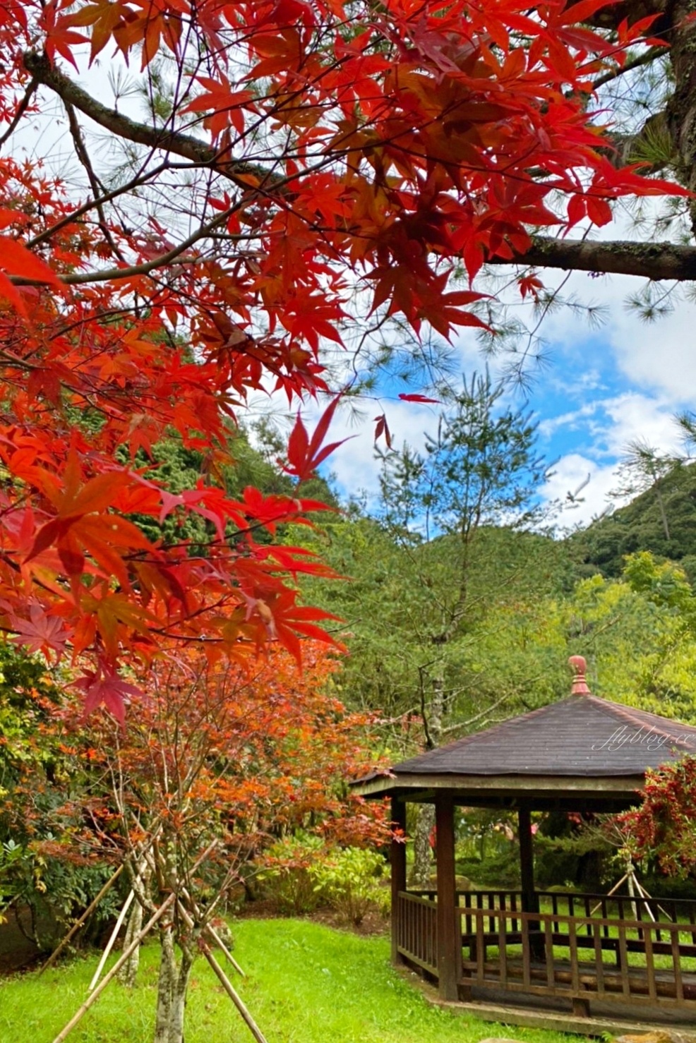 杉林溪森林生態渡假園區｜海拔1800公尺的山林美景，欣賞大自然的鬼斧神工 @飛天璇的口袋