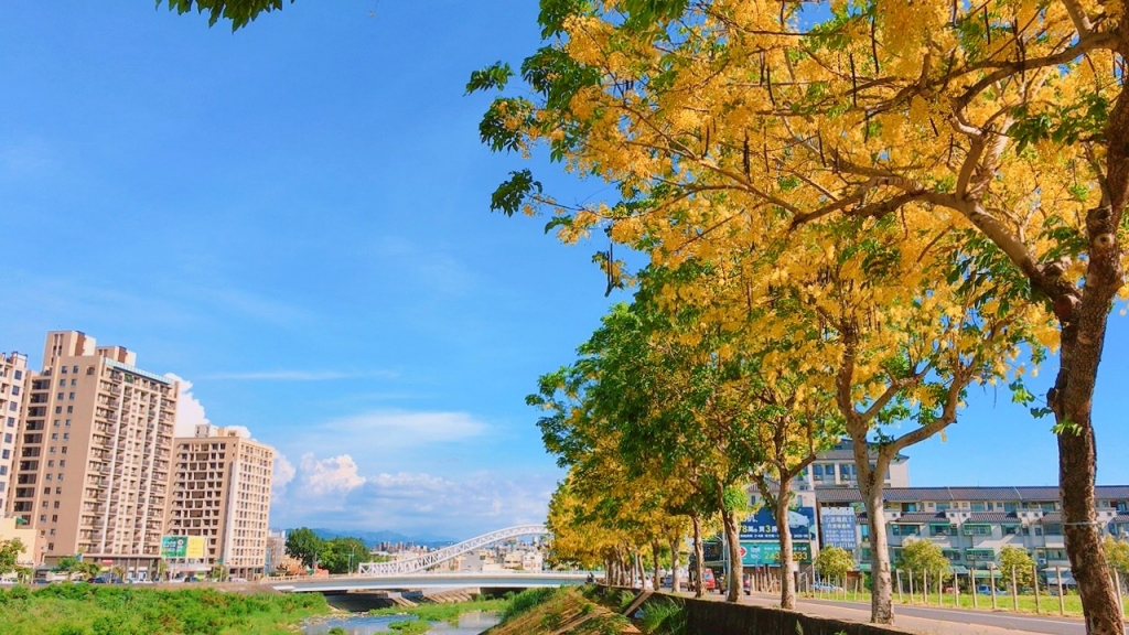 2020台中旱溪阿勃勒。遇見最美的黃金雨，分享6/16最新花況 @飛天璇的口袋