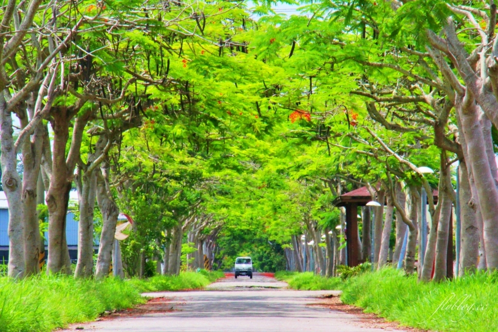 2020溪州綠筍路鳳凰花隧道：6/26最新花況，溪州鄉的美麗秘境 @飛天璇的口袋