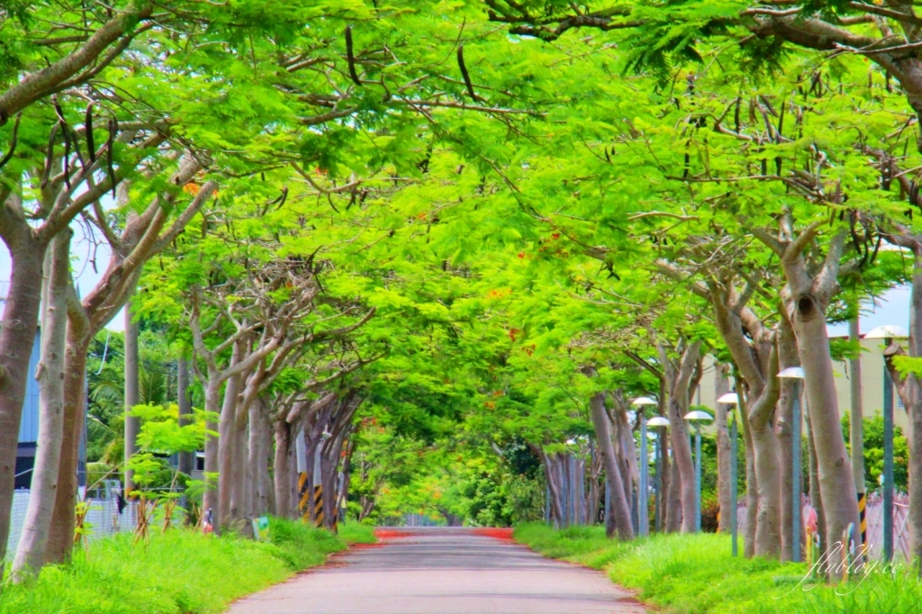 2020溪州綠筍路鳳凰花隧道：6/26最新花況，溪州鄉的美麗秘境 @飛天璇的口袋