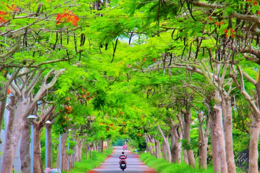 2020溪州綠筍路鳳凰花隧道：6/26最新花況，溪州鄉的美麗秘境 @飛天璇的口袋