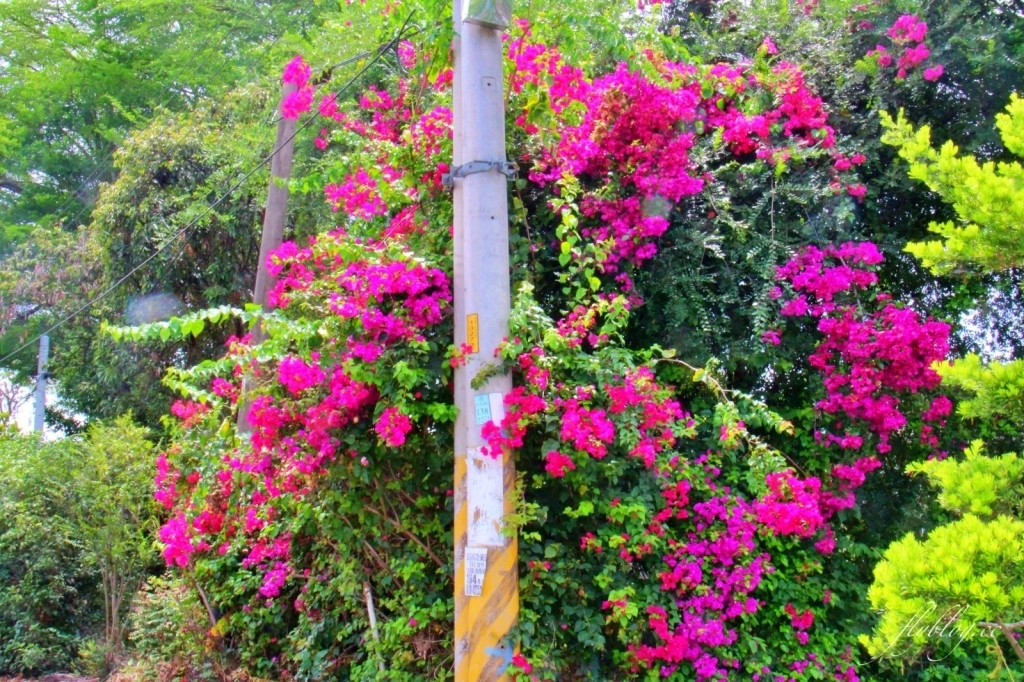 2020溪州綠筍路鳳凰花隧道：6/26最新花況，溪州鄉的美麗秘境 @飛天璇的口袋