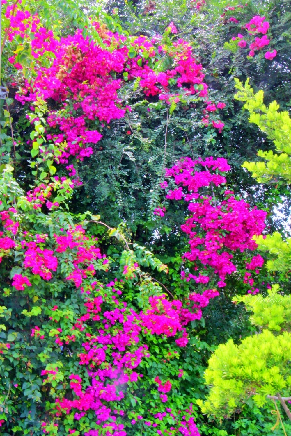 2020溪州綠筍路鳳凰花隧道：6/26最新花況，溪州鄉的美麗秘境 @飛天璇的口袋